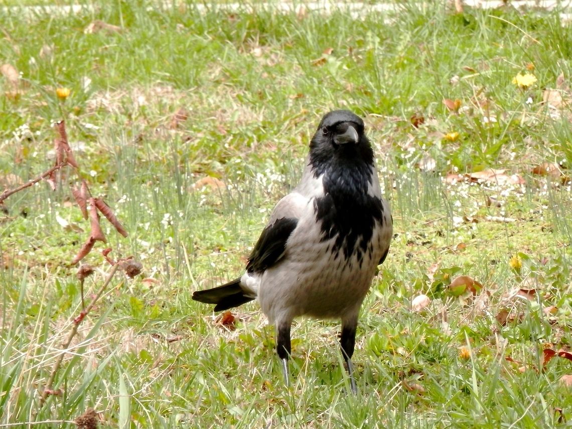 Hooded Crow portrait  Bulgaria,Corvus cornix,Geotagged,Hooded Crow,portrait