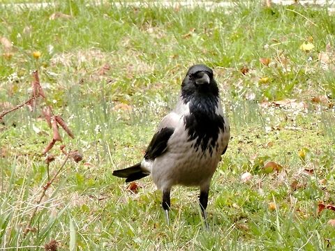Hooded Crow portrait  Bulgaria,Corvus cornix,Geotagged,Hooded Crow,portrait