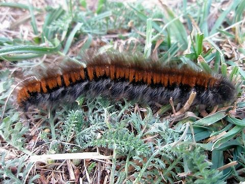 Fox moth caterpillar  Bulgaria,Geotagged,Macrothylacia rubi