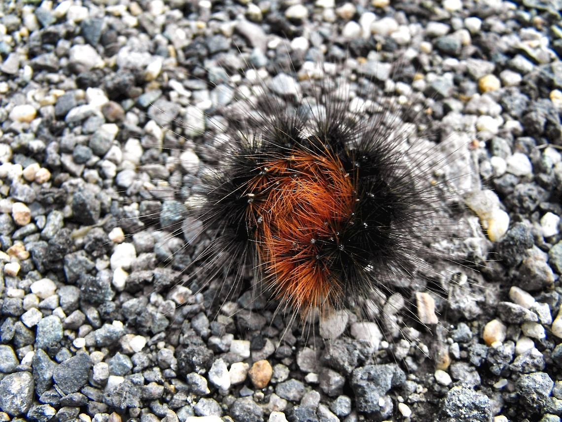 Woolly bear caterpillar  Arctia caja,Bulgaria,Garden tiger moth,Geotagged