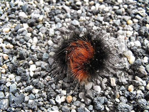 Woolly bear caterpillar  Arctia caja,Bulgaria,Garden tiger moth,Geotagged