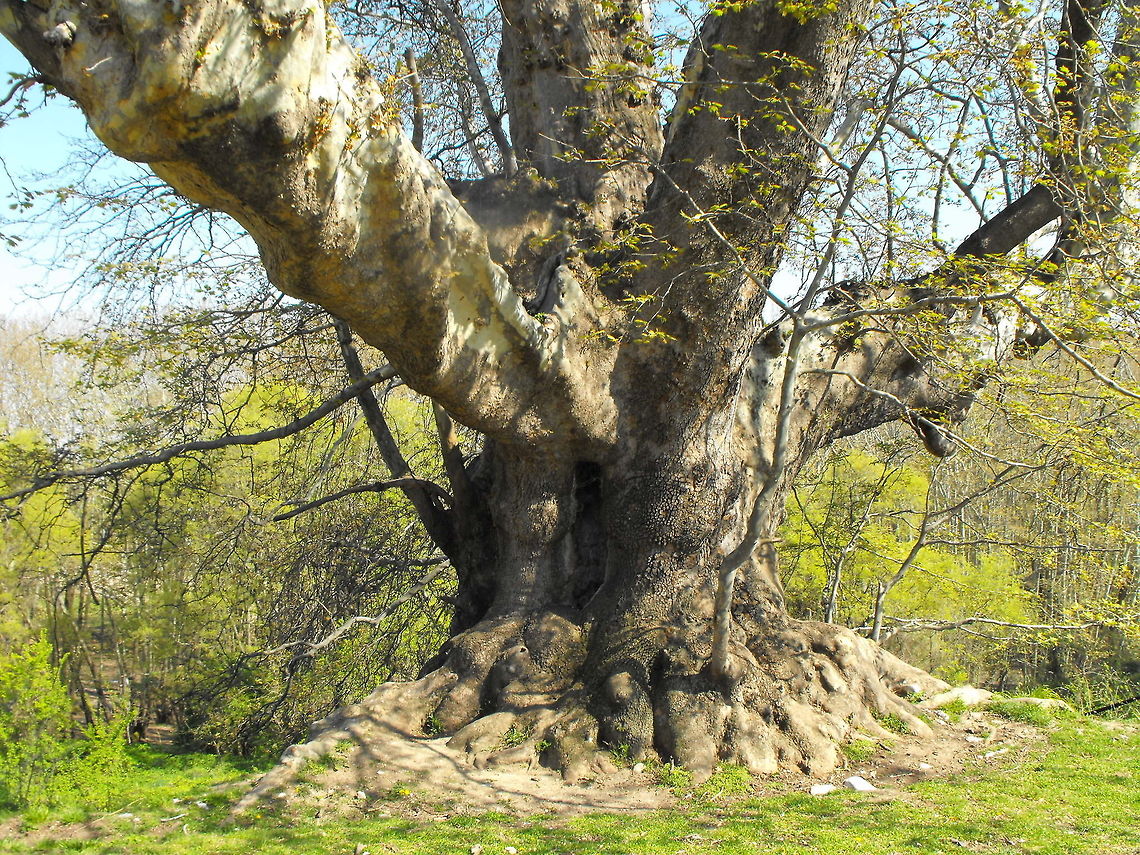Platanus orientalis This plane is over 1100 years old, 15 m high and the diameter of the trunk is 13,7 m. It is the widest tree in Bulgaria. Bulgaria,Geotagged,Oriental Plane,Platanus orientalis,big trees