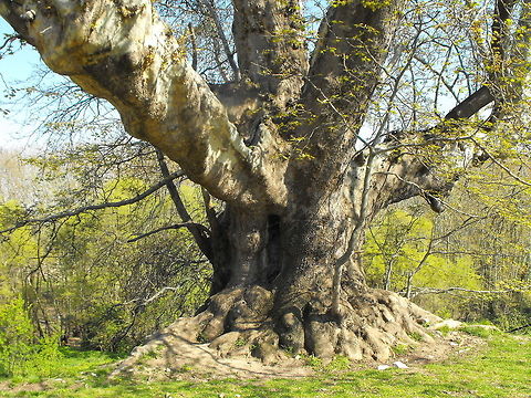 Platanus orientalis This plane is over 1100 years old, 15 m high and the diameter of the trunk is 13,7 m. It is the widest tree in Bulgaria. Bulgaria,Geotagged,Oriental Plane,Platanus orientalis,big trees