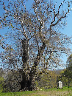 Platanus orientalis This plane is over 1100 years old, 15 m high and the diameter of the trunk is 13,7 m. It is the widest tree in Bulgaria. Bulgaria,Geotagged,Oriental Plane,Platanus orientalis,big trees