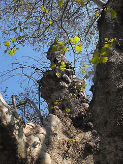 Platanus orientalis This plane is over 1100 years old, 15 m high and the diameter of the trunk is 13,7 m. It is the widest tree in Bulgaria. Bulgaria,Geotagged,Oriental Plane,Platanus orientalis,big trees