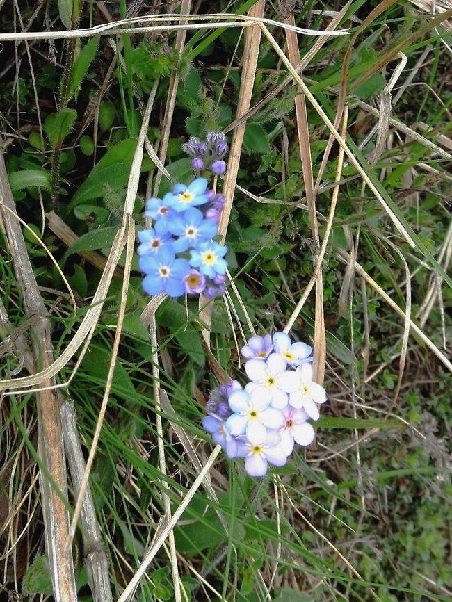 Forget-me-not  Bulgaria,Geotagged,Myosotis arvensis