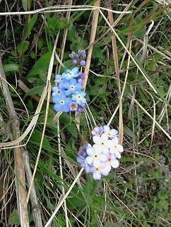 Forget-me-not  Bulgaria,Geotagged,Myosotis arvensis