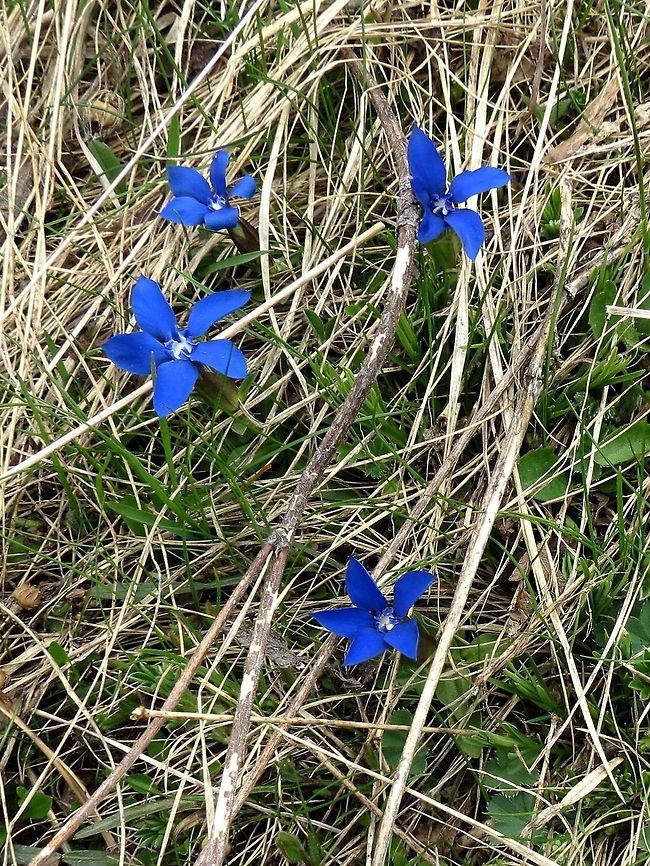 Spring Gentian  Bulgaria,Gentiana verna,Geotagged,Vitosha Mountain Nature Park