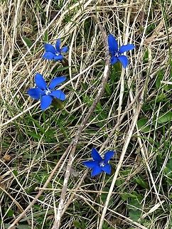 Spring Gentian  Bulgaria,Gentiana verna,Geotagged,Vitosha Mountain Nature Park