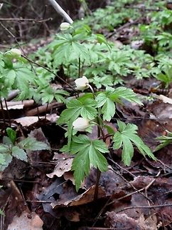 Wood anemone  Anemone nemorosa,Bulgaria,Geotagged,Wood anemone