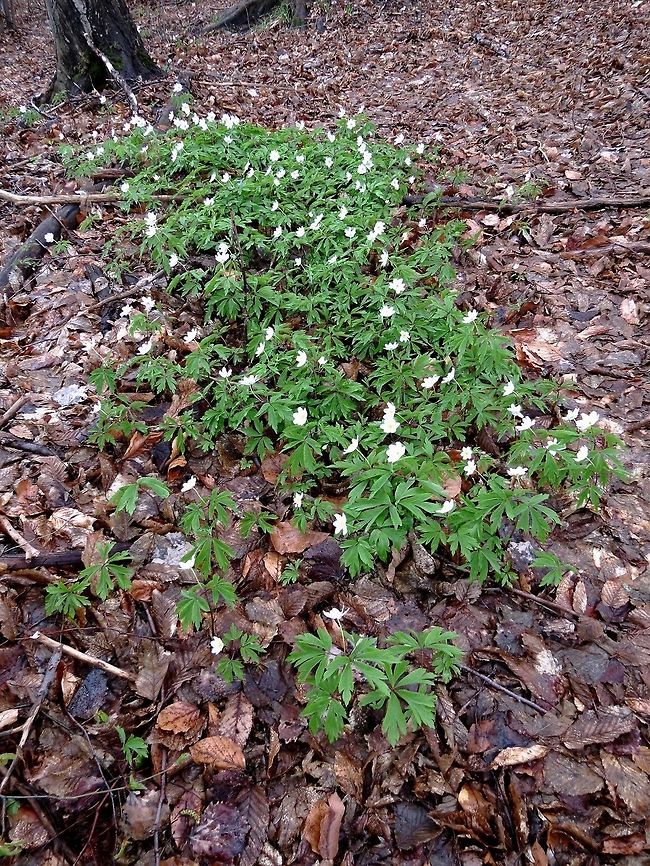 Wood anemone  Anemone nemorosa,Bulgaria,Geotagged,Wood anemone