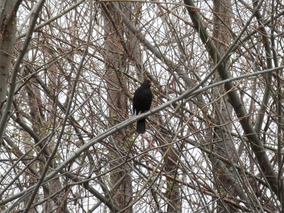 Male Blackbird  Bulgaria,Common Blackbird,Geotagged,Turdus merula