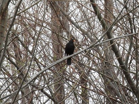 Male Blackbird  Bulgaria,Common Blackbird,Geotagged,Turdus merula