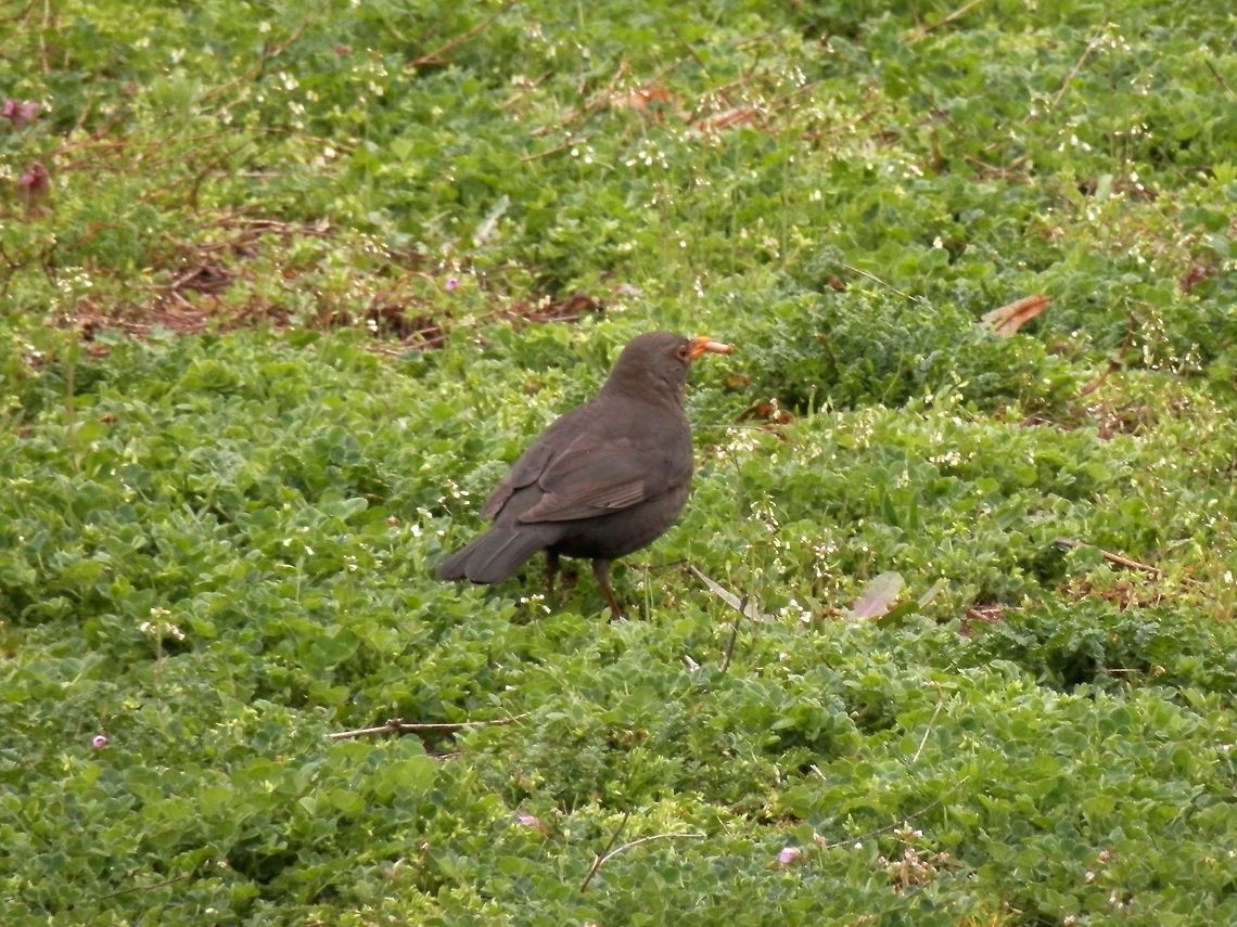 Common Blackbird female  Bulgaria,Common Blackbird,Geotagged,Turdus merula
