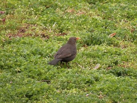 Common Blackbird female  Bulgaria,Common Blackbird,Geotagged,Turdus merula