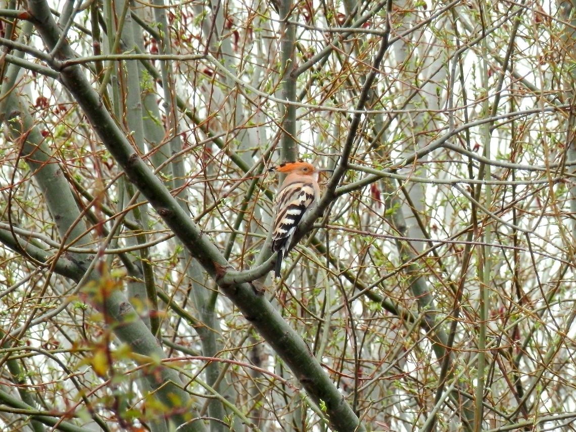 Hoopoe  Bulgaria,Geotagged,Hoopoe,Upupa epops