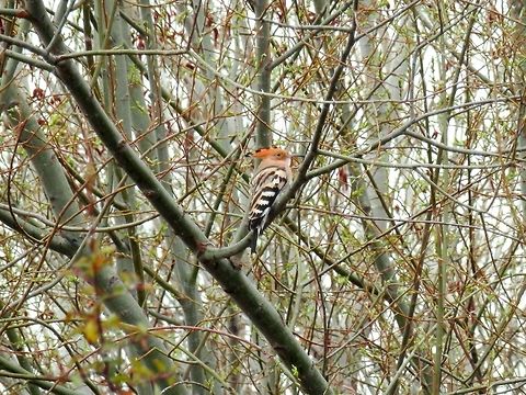 Hoopoe  Bulgaria,Geotagged,Hoopoe,Upupa epops