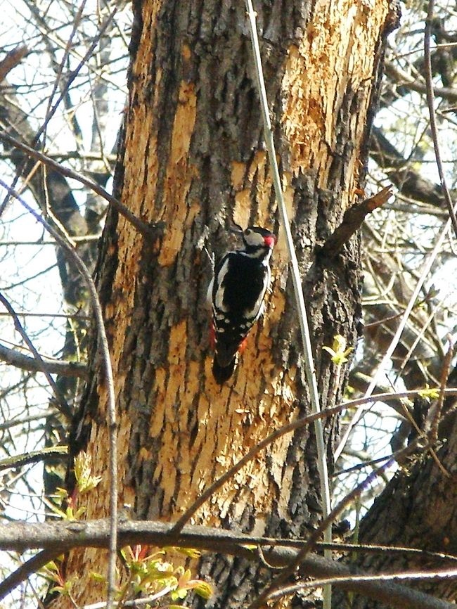 Male Great Spotted Woodpecker  Bulgaria,Dendrocopos major,Geotagged,Great Spotted Woodpecker,South park