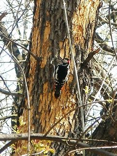 Male Great Spotted Woodpecker  Bulgaria,Dendrocopos major,Geotagged,Great Spotted Woodpecker,South park