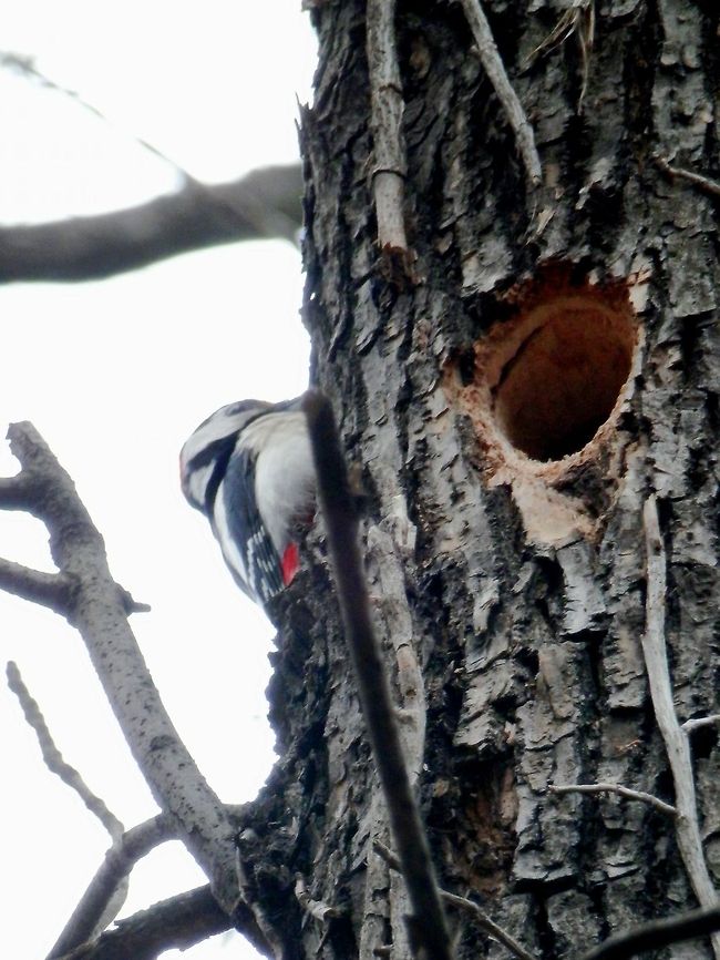 Great Spotted Woodpecker nesting hole  Bulgaria,Dendrocopos major,Geotagged,Great Spotted Woodpecker,South park