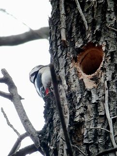 Great Spotted Woodpecker nesting hole  Bulgaria,Dendrocopos major,Geotagged,Great Spotted Woodpecker,South park