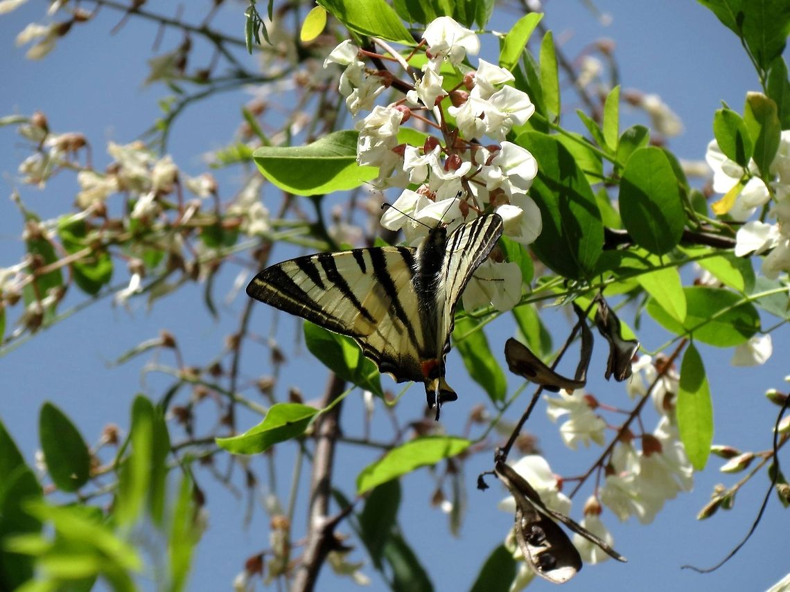 Scarce Swallowtail Scarce Swallowtail (Iphiclides podalirius) on Black locust (Robinia pseudoacacia) Black locust,Bulgaria,Geotagged,Iphiclides podalirius,Robinia pseudoacacia,Scarce Swallowtail