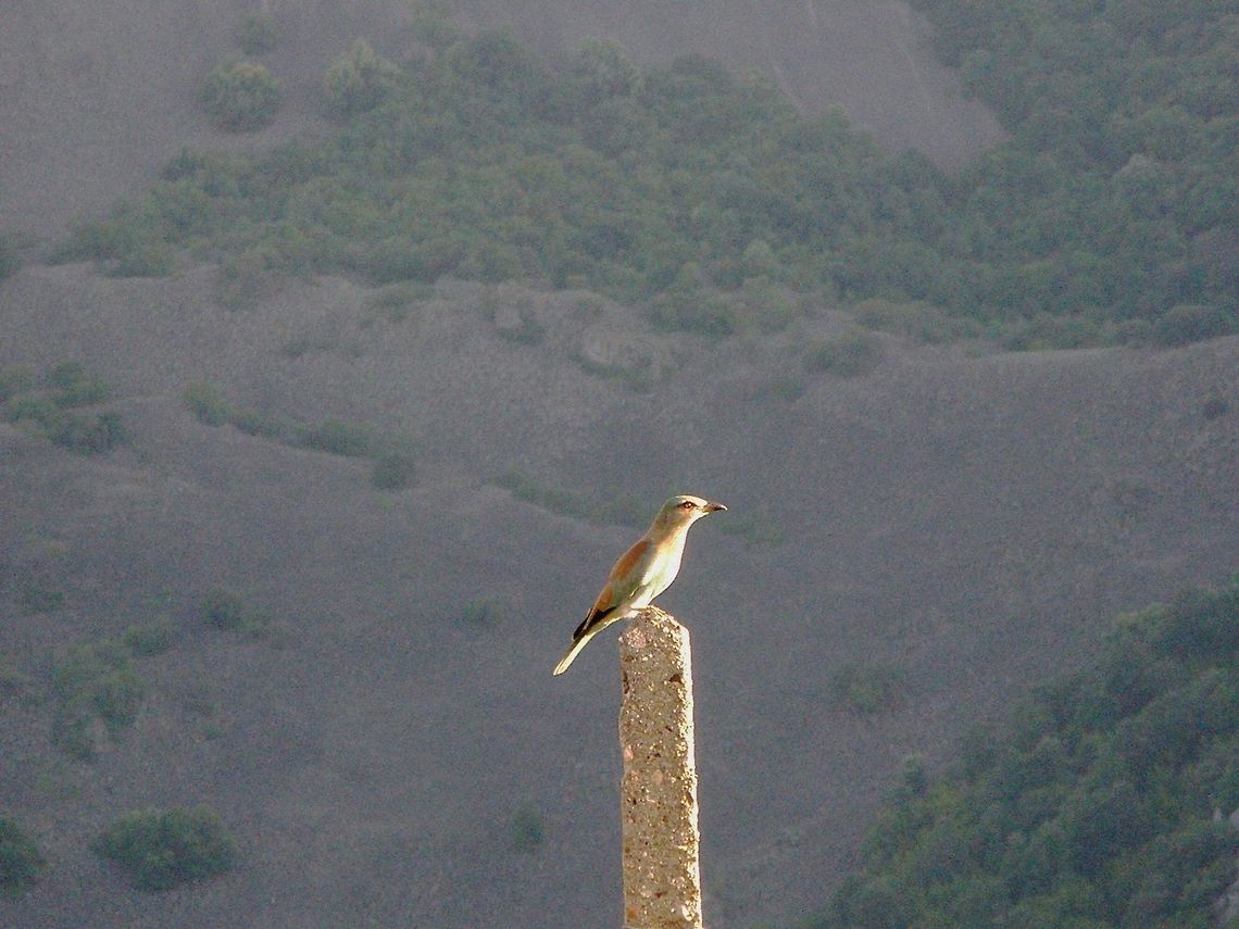 European Roller  Bulgaria,Coracias garrulus,European Roller,Geotagged,Roller