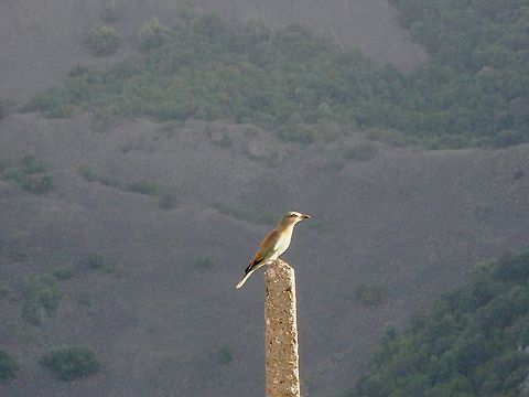 European Roller  Bulgaria,Coracias garrulus,European Roller,Geotagged,Roller
