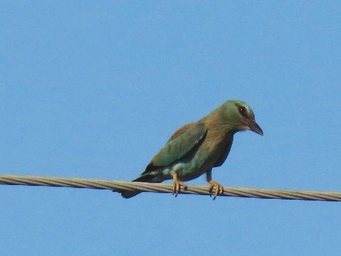 European Roller close-up  Bulgaria,Coracias garrulus,European Roller,Geotagged