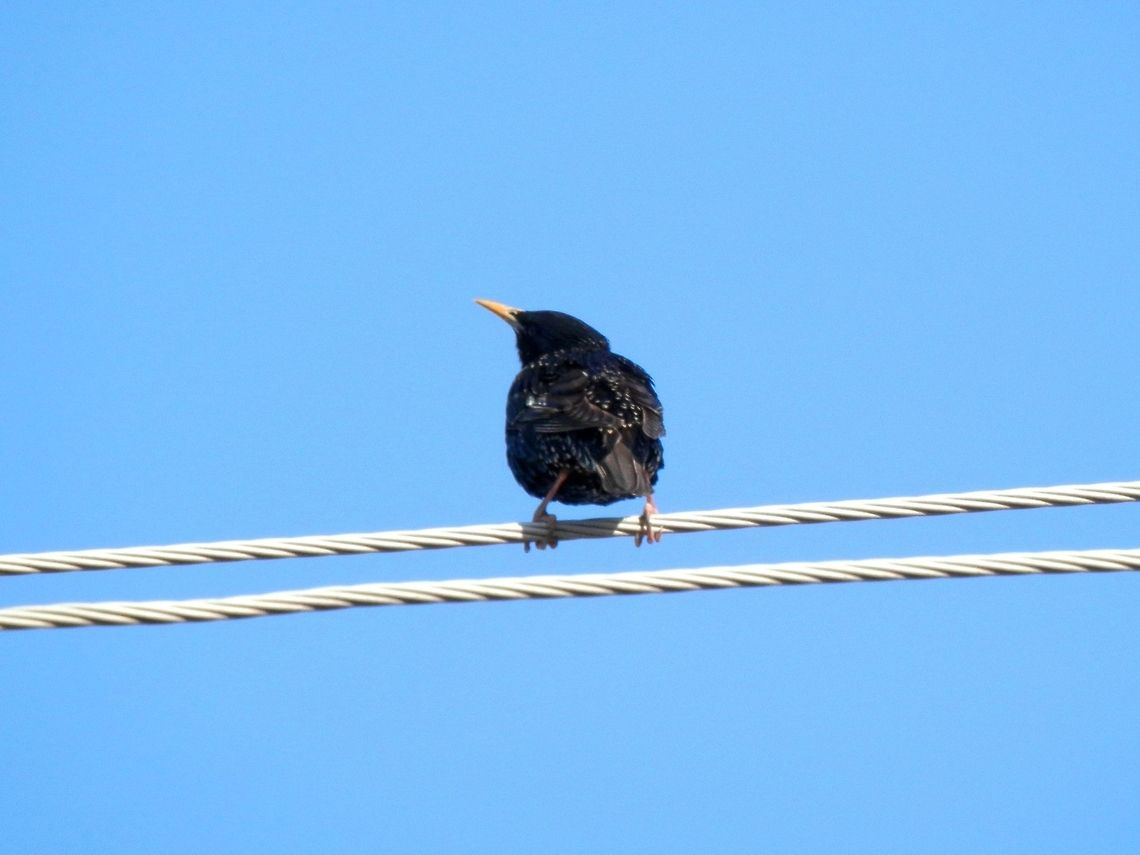 Common Starling back  Bulgaria,Common Starling,Geotagged,Sturnus vulgaris