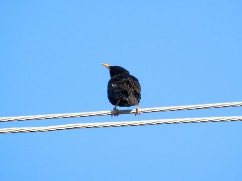 Common Starling back  Bulgaria,Common Starling,Geotagged,Sturnus vulgaris
