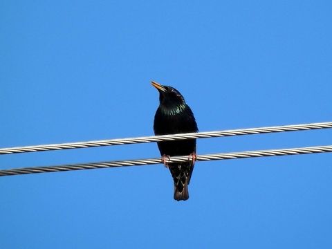 Common Starling front  Bulgaria,Common Starling,Geotagged,Sturnus vulgaris