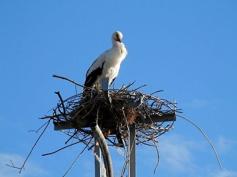 White Stork It seems that this frame is meant for a stork nest. Bulgaria,Ciconia ciconia,Geotagged,White Stork