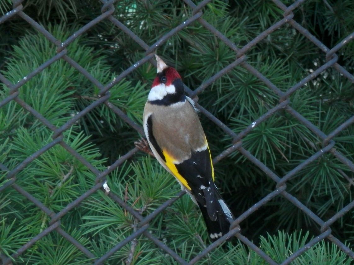 Goldfinch  Bulgaria,Carduelis carduelis,European Goldfinch,Geotagged