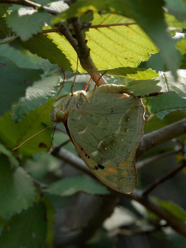 Cardinal side view  Argynnis pandora,Bulgaria,Cardinal,Geotagged