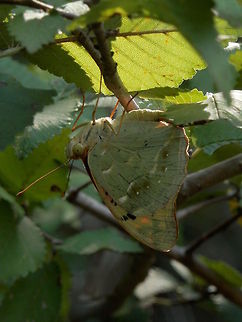 Cardinal side view  Argynnis pandora,Bulgaria,Cardinal,Geotagged