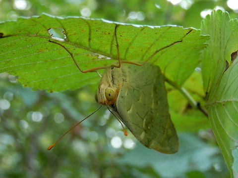 Cardinal hiding beneath a leaf I had never seen a butterfly hanging upside down before. Argynnis pandora,Bulgaria,Cardinal,Geotagged