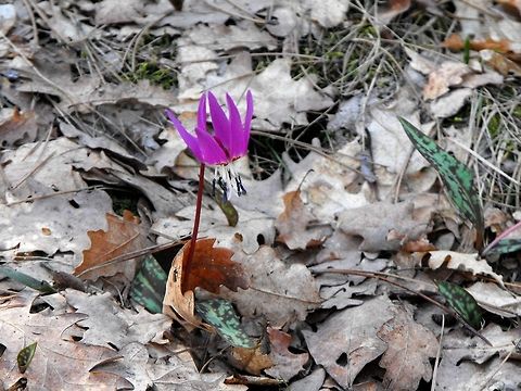 Dogtooth violet  Bulgaria,Dogtooth violet,Erythronium dens-canis,Geotagged