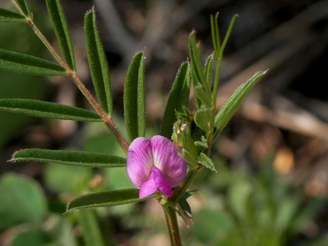 Common Vetch  Bulgaria,Common Vetch,Geotagged,Vicia sativa