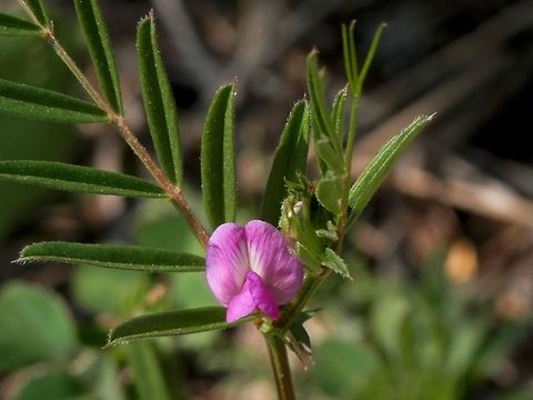 Common Vetch  Bulgaria,Common Vetch,Geotagged,Vicia sativa