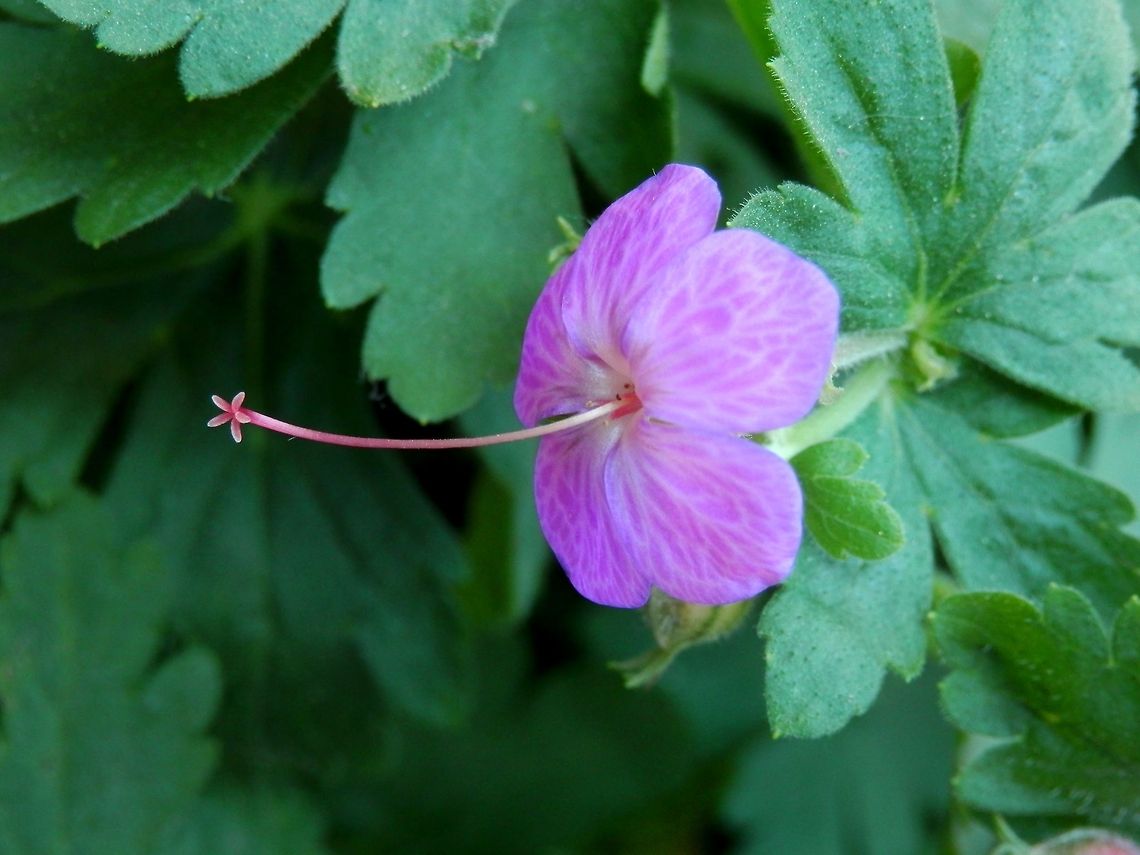 Bulgarian geranium  Bulgaria,Geotagged,Geranium macrorrhizum