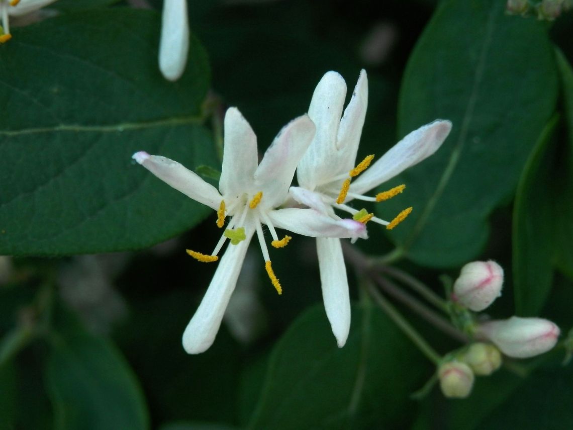 Fly honeysuckle  Bulgaria,European Fly Honeysuckle,Geotagged,Lonicera xylosteum