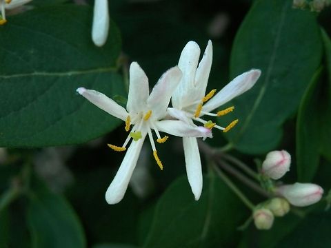 Fly honeysuckle  Bulgaria,European Fly Honeysuckle,Geotagged,Lonicera xylosteum