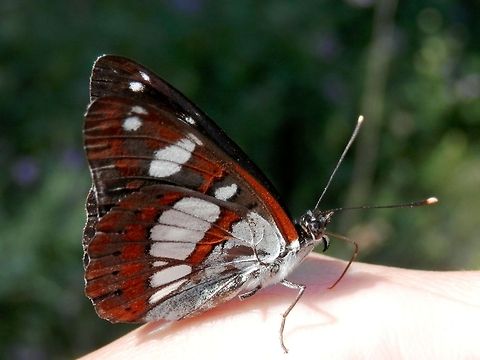 Southern White Admiral side view  Bulgaria,Geotagged,Limenitis reducta