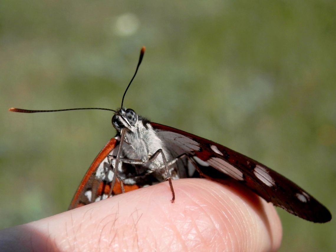 Southern White Admiral head close-up  Bulgaria,Geotagged,Limenitis reducta