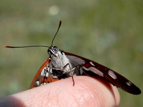 Southern White Admiral head close-up  Bulgaria,Geotagged,Limenitis reducta