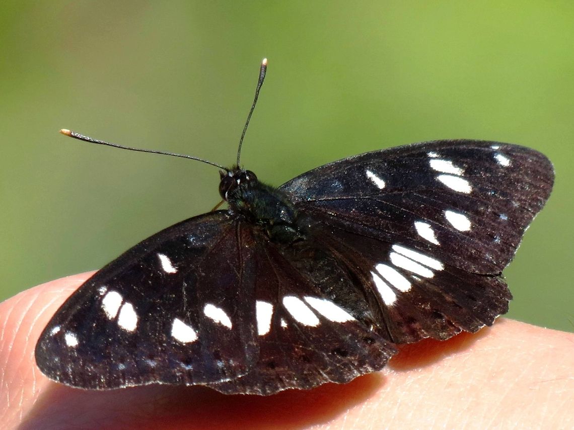 Southern White Admiral  Bulgaria,Geotagged,Limenitis reducta