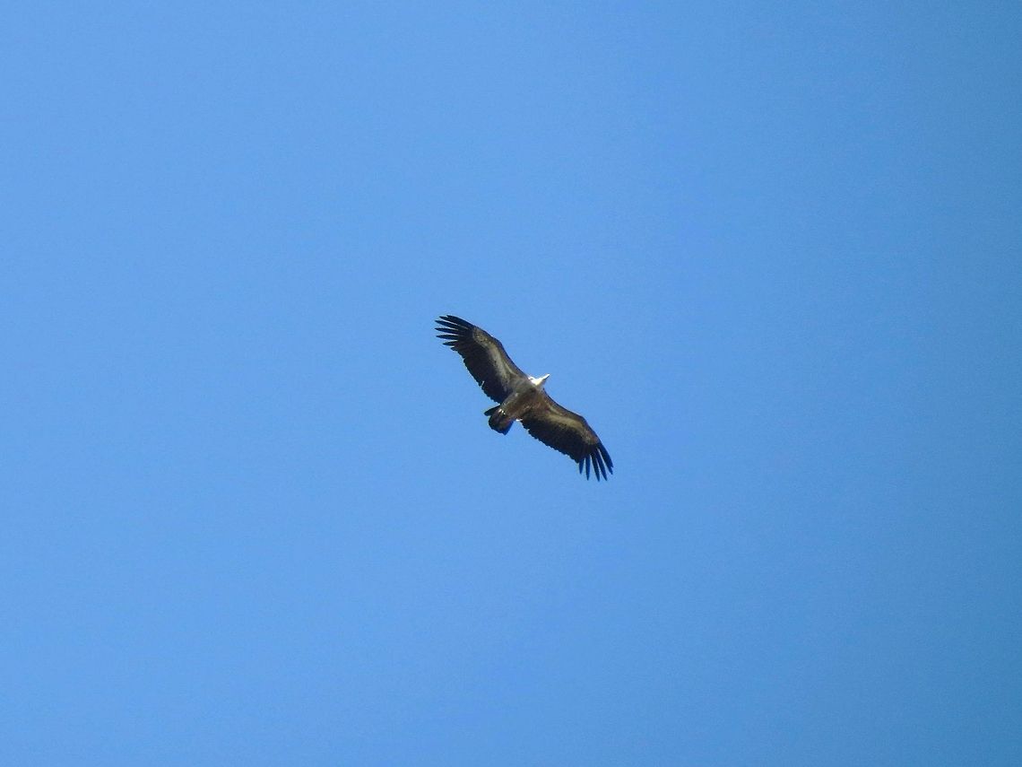 Griffon Vulture in the sky  Bulgaria,Geotagged,Griffon Vulture,Gyps fulvus