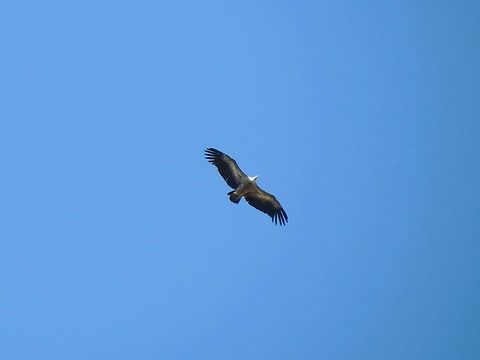 Griffon Vulture in the sky  Bulgaria,Geotagged,Griffon Vulture,Gyps fulvus