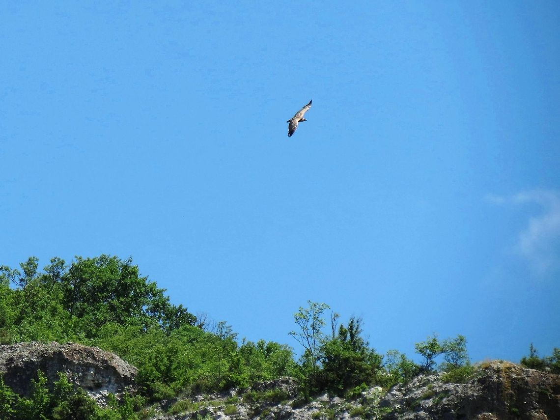 Griffon Vulture flying  Bulgaria,Geotagged,Griffon Vulture,Gyps fulvus